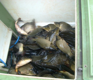 Nákup ryb 25. července 2013