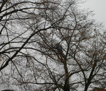 Stříhání stromů 11.2011