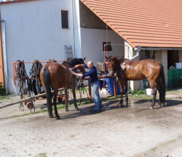 Výlet - koně 2011