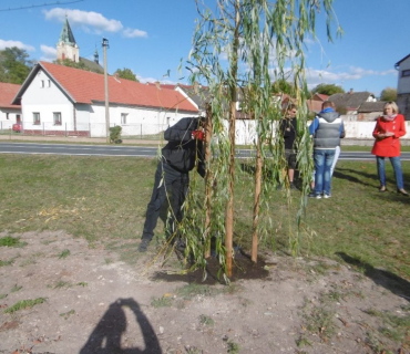 Vysazení vrby