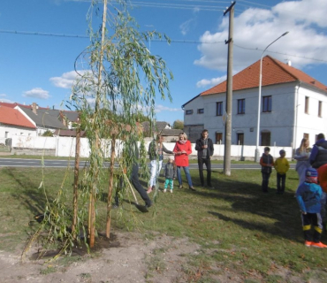 Vysazení vrby