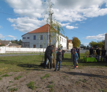 Vysazení vrby